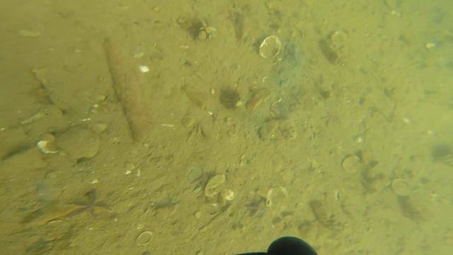 Подводная охота. Гребешок смотреть онлайн