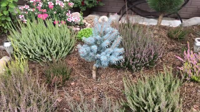 ?Хвойные растения в моем маленьком цветнике?подготовка к зиме? смотреть онлайн