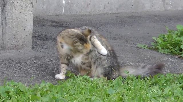 дворовые коты смотреть онлайн