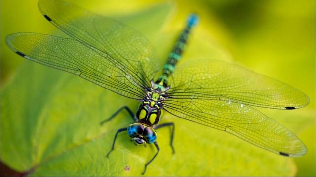 Наталья Штефо, воспитатель Школы № 544. Насекомые смотреть онлайн