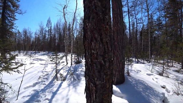 Сбор серы жевательной. Природа оживает ,все больше и больше животных на этом участке . смотреть онлайн