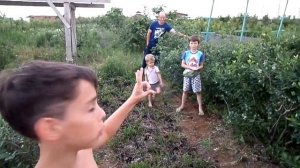 Наша голубика. Разные сорта. Лето 2020