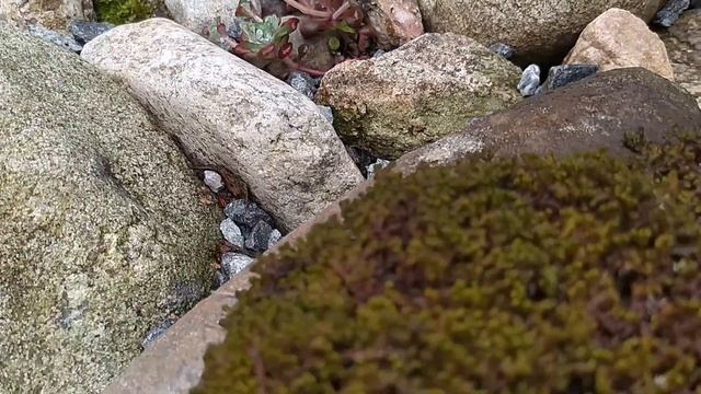 Яркая новинка в рокарии.Посадка, стрижка, прогулка по саду. смотреть онлайн