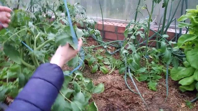 Подвязка томатов в теплице, формировка.