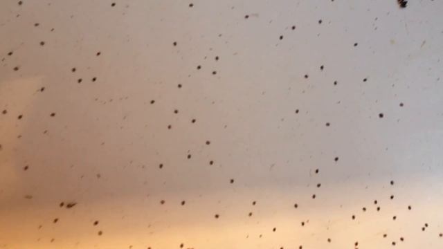 Термообработка пчёл в июле . Такой результат