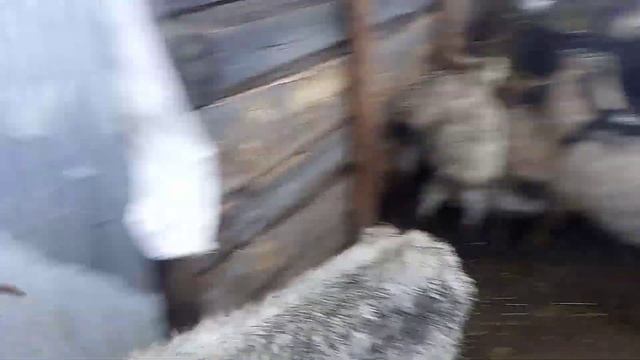 моё хозяйство. звери едят сено. рассуждаю о козлах #shorts #goats смотреть онлайн