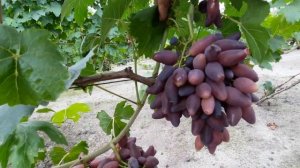 Виноград Виктора Елисеева 2022 август