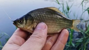 Какая речная рыба по мнению рыбаков считается самой вкусной?