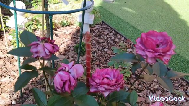 ХИРАРИ (Hirari) роза японской селекции. Характеристика.