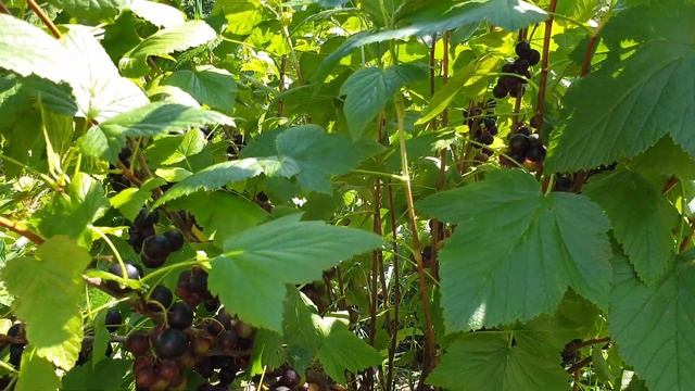 Очень Крупноплодная Черная Смородина. Урожайный Сорт смородины. смотреть онлайн