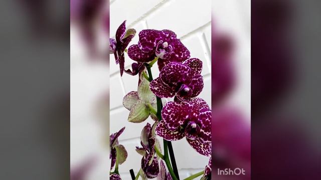 Мой дикий кот! 😍😍😍 Орхидея мечты! смотреть онлайн
