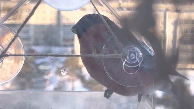 Снегирь в кормушке смотреть онлайн