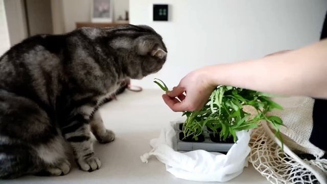 백화점보다 더 재밌는 시장 구경/식물을 키우며 마음 다스리기/ 테라스 채소 텃밭 가꾸기/마르쉐시장/아파트 정원/친환경 살림 смотреть онлайн