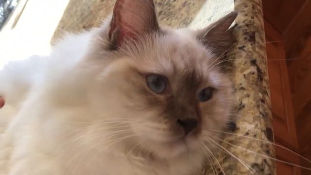 Ragdoll Kitten - Мы снова в эфире! Котенок Рэгдолл - 8 месяцев смотреть онлайн