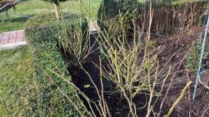 САМАЯ ВАЖНАЯ ОБРАБОТКА РОЗ и забудьте про другие обработки . 100% Здоровье роз и железный купорос.