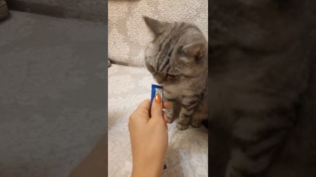 Кошки едят кремовое лакомство от Trixi смотреть онлайн