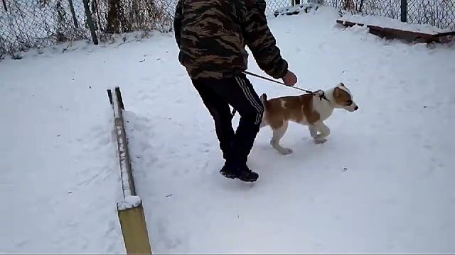 Дрессировка собак-алабай Мишка смотреть онлайн