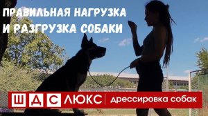 Дрессировка собак

3 вида нагрузки на прогулке