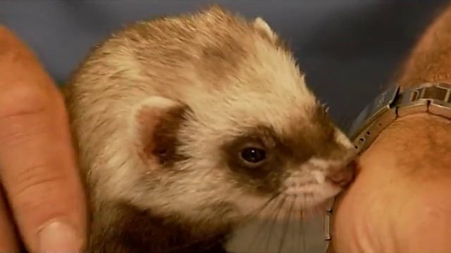 Зоосовет о том, как правильно ухаживать за хорьками смотреть онлайн