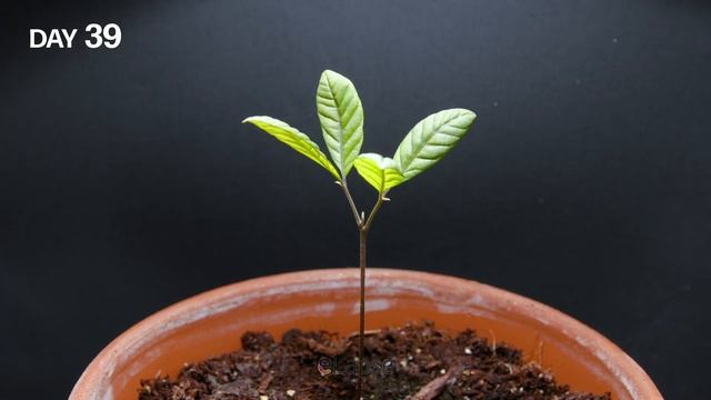 Growing Longan Fruit Tree From Seed (105 Days Time Lapse) смотреть онлайн