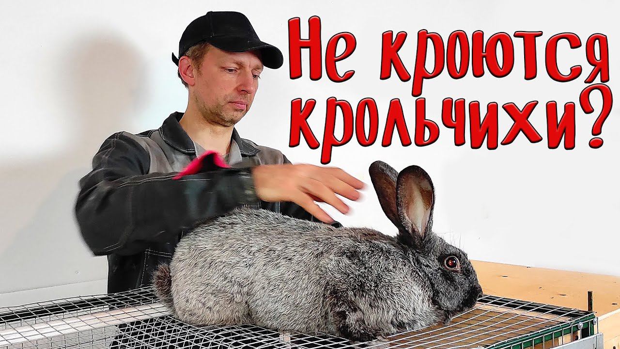 Не кроются крольчихи? Вам сюда. смотреть онлайн