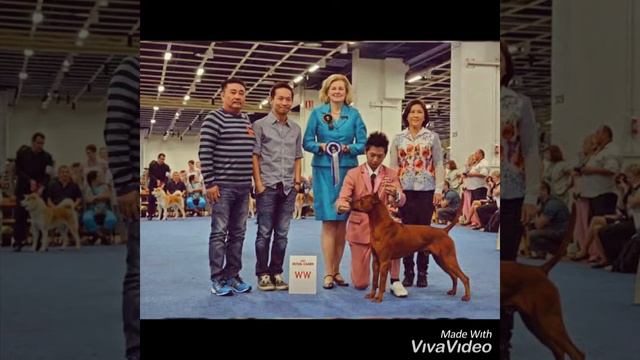 Xoáy Thái Việt Nam 0919.193.191