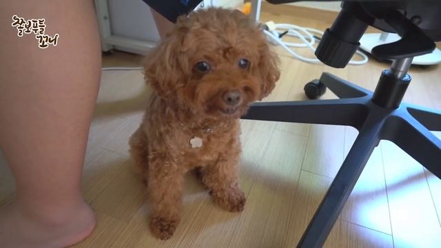 겁쟁이 쫄보푸들 꼬니가 무서운걸 보고 사라졌어요ㅠ.ㅠ 꼬니 눈에 우리 인간이 볼 수 없는걸 본걸까요?...후덜덜..ㅠ.ㅠ смотреть онлайн