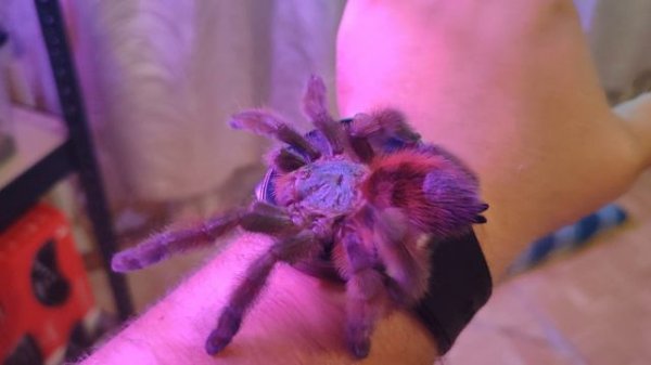 Caribena Versicolor(самка)