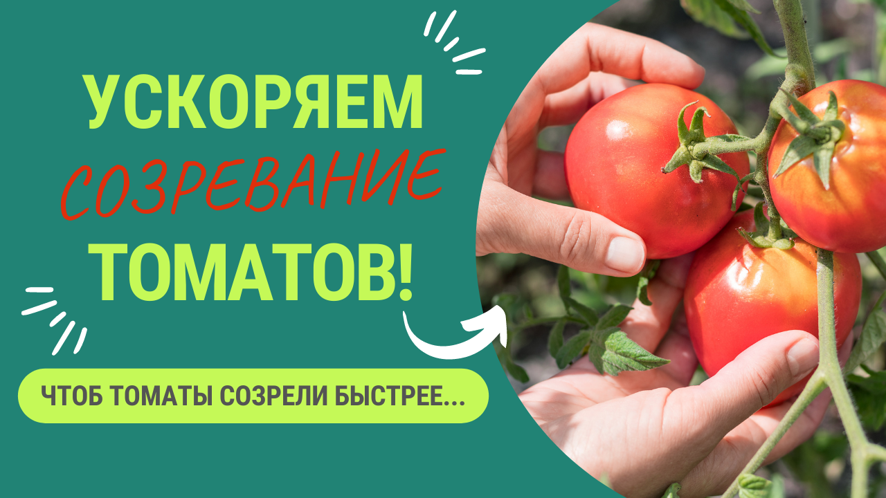КАК УСКОРИТЬ СОЗРЕВАНИЕ ТОМАТОВ? смотреть онлайн