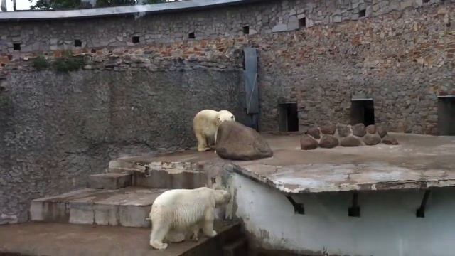 Белые медведи смотреть онлайн