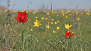 Редкие тюльпаны Биберштейна расцвели на Ставрополье