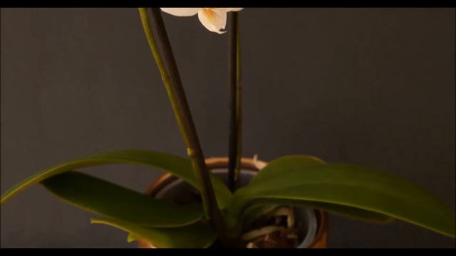 Mini white phalaenopsis orchid 1 in bloom(2018) смотреть онлайн