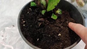 Получила посылку из" питомника Милы." Давайте вместе посмотрим, какие пришли мне гортензии.