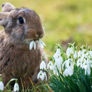 Апрель. Самуил Маршак.