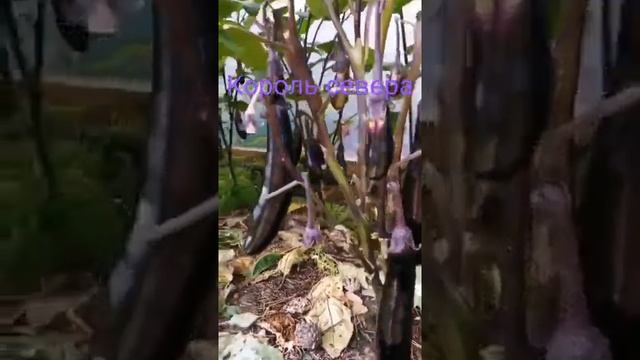 сорт Король севера... всегда с урожаем #баклажаны #урожай2021 #?#парник смотреть онлайн