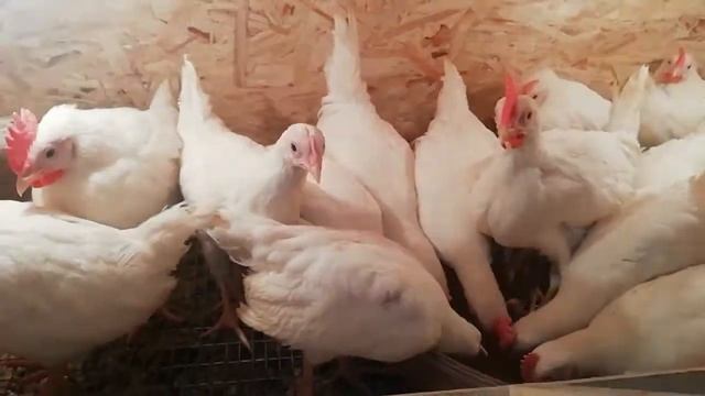 Профилактика болезней кур несушек. смотреть онлайн