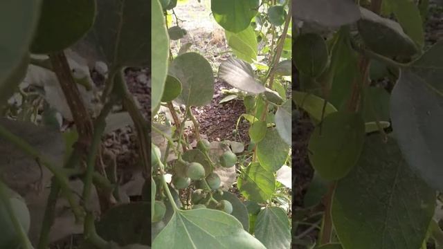 Lasoora (Cordia Dichotoma) Farming In Pakistan смотреть онлайн
