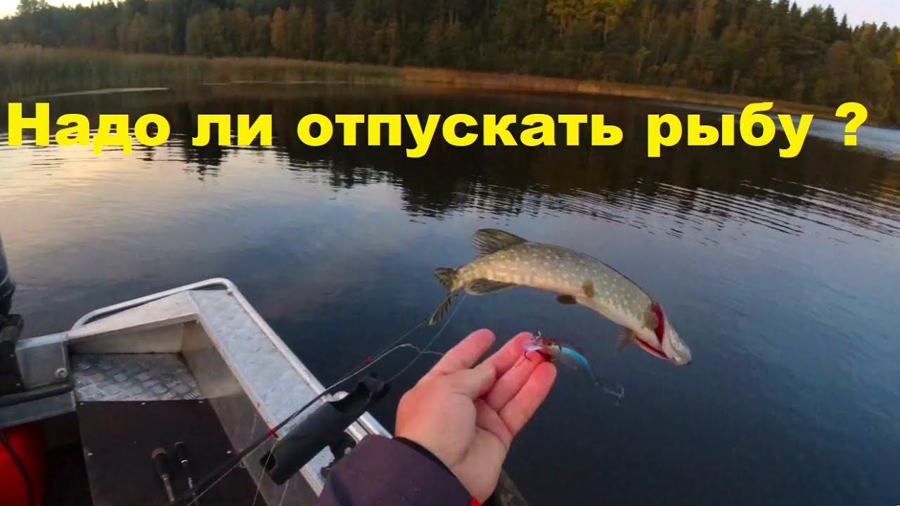 Сколько рыбы вам надо смотреть онлайн