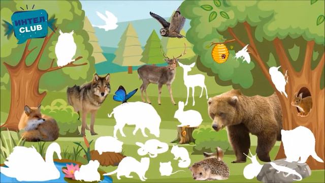 Видео для детей 4-5 лет "Кто живёт в лесу?" смотреть онлайн