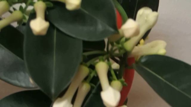 Valentine' s Stephanotis floribunda смотреть онлайн