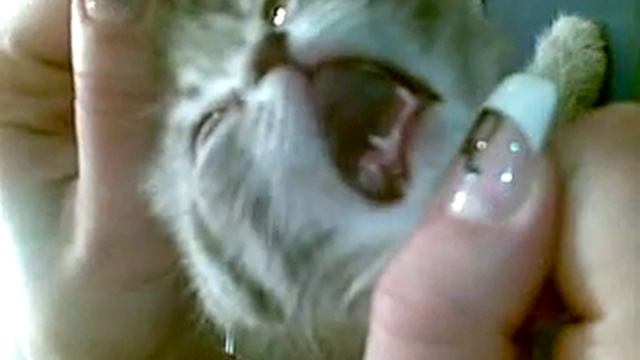 кот поет смотреть онлайн