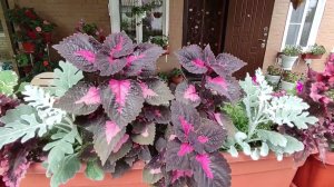 Колеусы в саду.  Уход полив подкормки обработки. Обзор цветочных миксов из колеусов. Мои новинки.