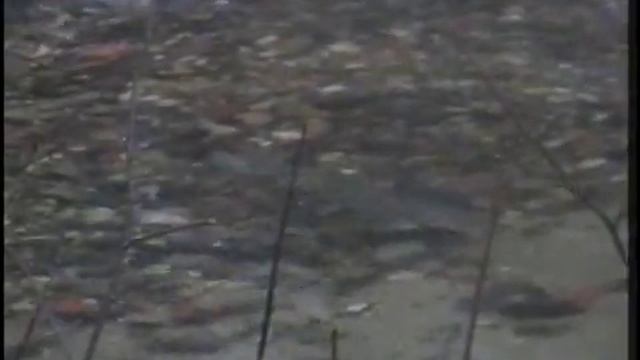 Нерест кумжи.flv смотреть онлайн