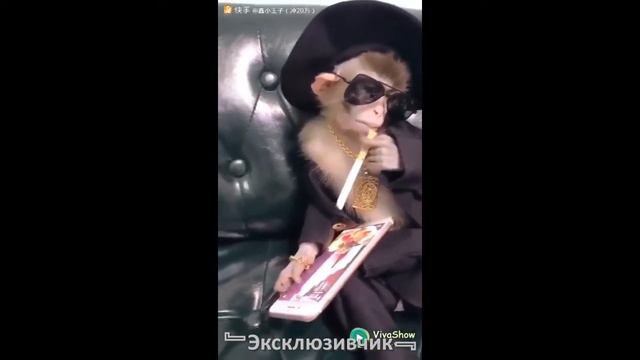 Блатная обезьяна и сигарета смотреть онлайн