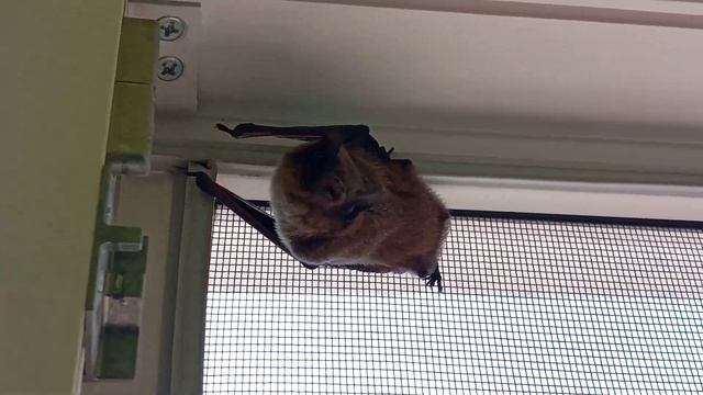 Летучая мышь Microchiroptera, ультразвук, эхолокация, Никита Нюняев (11 лет), Южный, Одесса, shorts смотреть онлайн