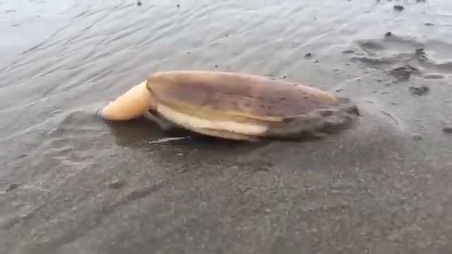 ПЛЮЮЩИЙСЯ МОЛЛЮСК ПРЯЧЕТСЯ ПОД ЗЕМЛЮ смотреть онлайн