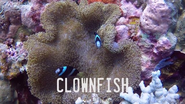 Pescador, MOALBOAL Scuba Diving | CEBU, Philippines (WeWillNomad) ?? смотреть онлайн