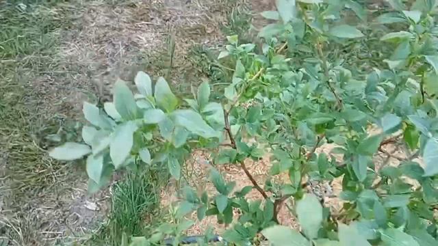 Капельный полив на голубику. Обзор и устранение неполадок смотреть онлайн