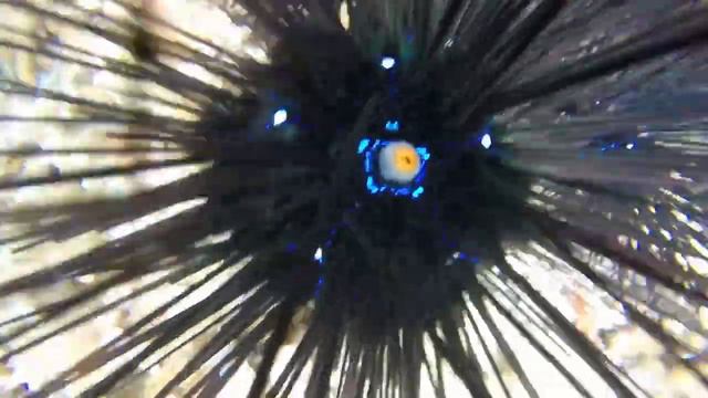 Морской ёж с близкого расстояния 🧤