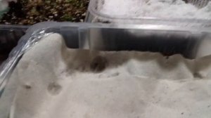 2 способа посева лобелии на рассаду